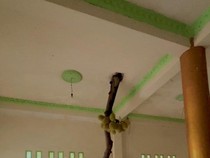 Viral Pohon Nangka Tumbuh Dalam Rumah, Ahli Ingatkan 2 Bahayanya