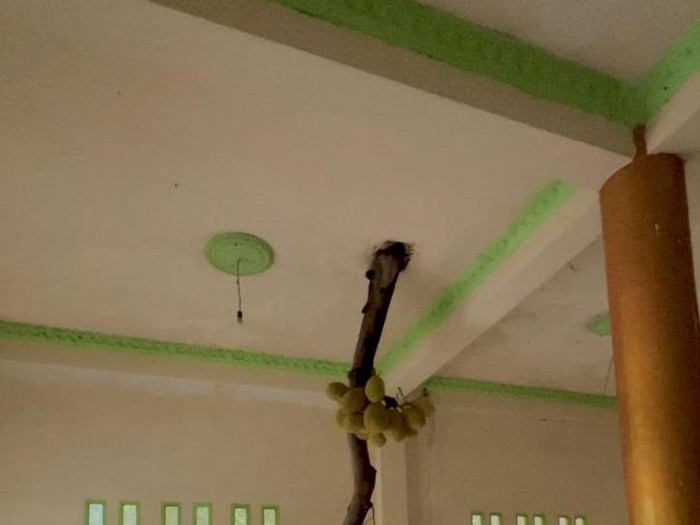 Penampakan pohon nangka milik Ardiansyah