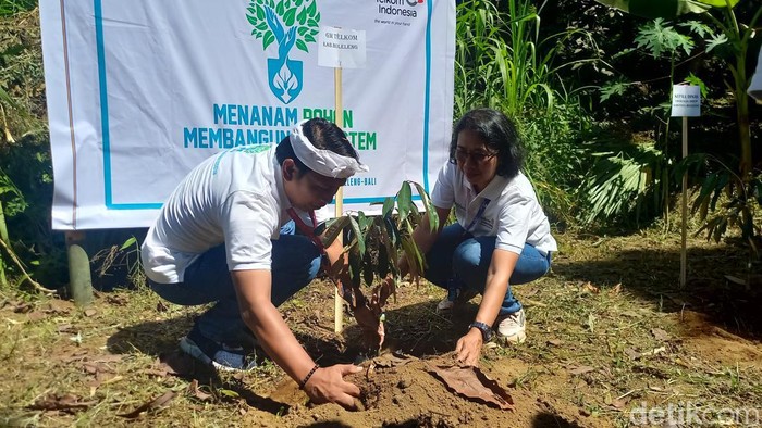 Penanaman pohon simbolis oleh PT Telkom Indonesia Tbk di Desa Madenan, Kecamatan Tejakula, Buleleng, Bali, Kamis (20/6/2024). (Foto: Made Wijaya Kusuma/detikBali)