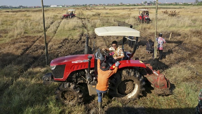 Sempat Terendam Air Rob, Lahan Pertanian di Pekalongan Ini Aktif Lagi Wali Kota Pekalongan Afzan Arslan Djunaid (kedua kanan) bersama Dandim 0710/Pekalongan Letkol Inf Rizky Aditya (tengah) mengendarai traktor saat uji coba lahan di Kota Pekalongan, Jawa Tengah, Kamis (20/6/2024). Pemerintah setempat bersama Kodim 0710/Pekalongan mengaktifkan kembali tanah lahan terdampak rob menjadi lahan pertanian aktif yang terendam air rob sejak 10 tahun yang lalu dengan ditanam bibit padi pilihan tahan air payau dengan luasan lahan uji coba sebesar 5 hektare dari 95 hektare yang bertujuan mendukung upaya pemerintah dalam mewujudkan swasembada pangan. ANTARA FOTO/Harviyan Perdana Putra/foc.