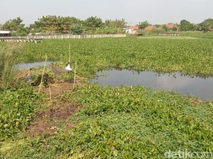 Potret Hamparan Eceng Gondok di Sungai Cimanuk Lama Indramayu