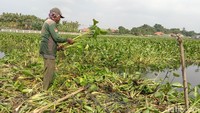 Warga mencari eceng gondok di tengah Sungai Cimanuk Lama di sekitar Kecamatan Pasekan, Kabupaten Indramayu. (Foto: Sudedi Rasmadi/detikJabar) 