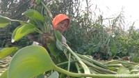 Ibu-ibu tampak fokus mengumpulkan eceng gondok untuk dijual. (Foto: Sudedi Rasmadi/detikJabar)