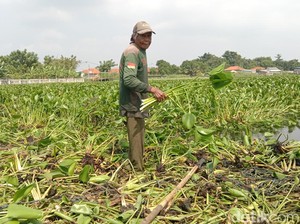 Eceng Gondok yang Jadi Cuan di Tangan Sutirwan
