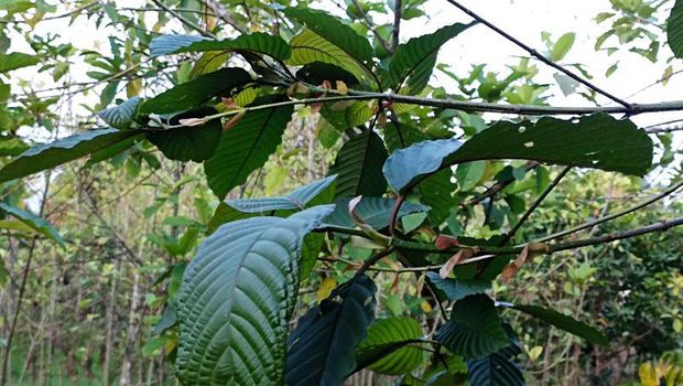 Tanaman Kratom