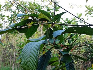Tanaman Kratom Lagi Ramai Dibahas, Ini Kandungan dan Manfaatnya