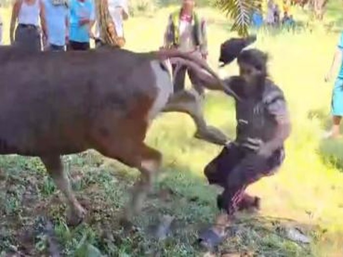 Tangkapan layar warga di Pesisir Selatan saat ditendang sapi