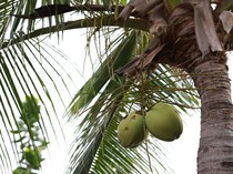 Air Kelapa Muda Bagus untuk Recovery usai Olahraga? Ini Faktanya