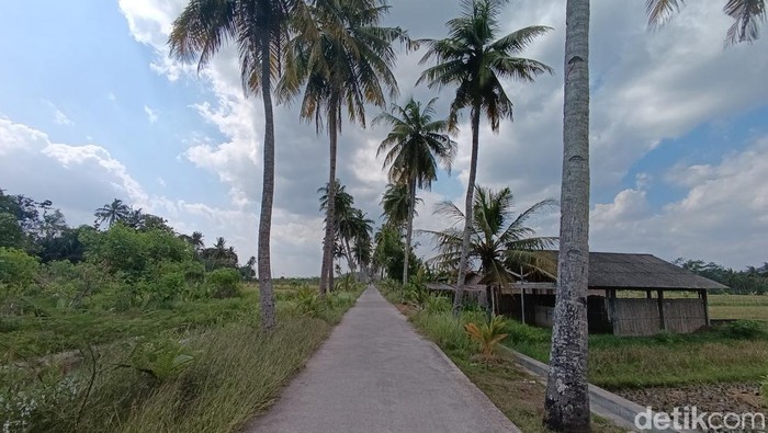 Barisan pohon kelapa menambah nilai estetik jalan di kawasan Sendangarum, Minggir, Sleman, Jumat (21/6/2024).