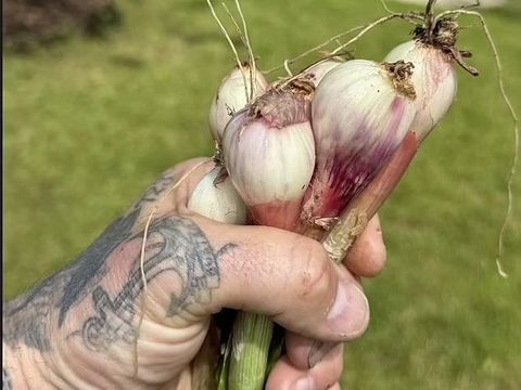 David Beckham pamer daun bawang hasil panennya.