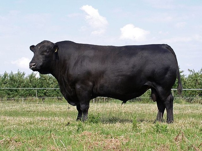Deutsch Angus.