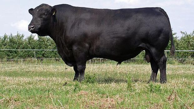 Deutsch Angus.