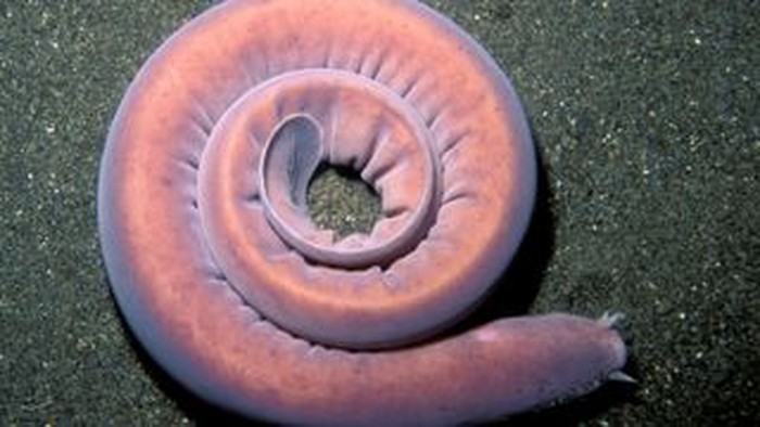 Ikan hagfish, ikan purba yang memiliki senjata lendir untuk musuh
