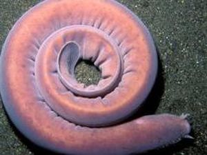 Ini Pacific Hagfish, Ikan Purba Laut Dalam yang Bisa Melawan Hiu