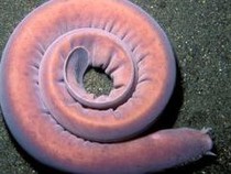 Ini Pacific Hagfish, Ikan Purba Laut Dalam yang Bisa Melawan Hiu