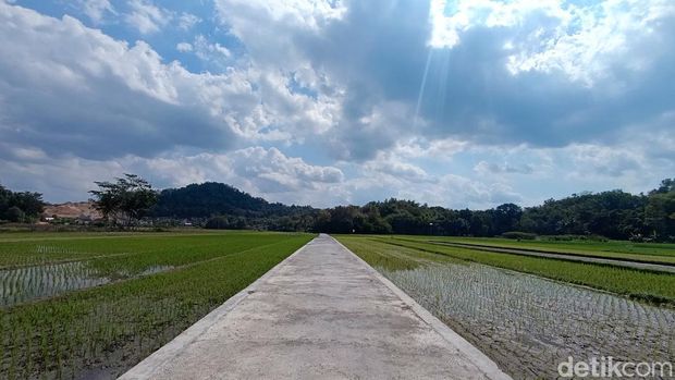 Jalan beton yang membelah pematang sawah di Dusun Pendekan, Kandangan, Margodadi, Seyegan saat difoto Jumat (21/6/2024).