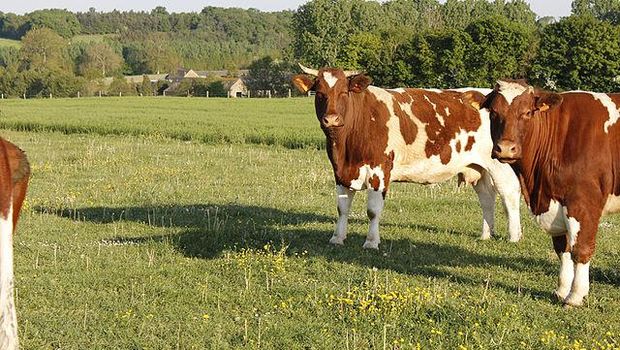 Maine-Anjou cows around Saint-Brice (Mayenne, France).