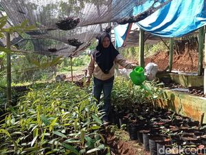 Eti Petik Manfaat dari Kiprahnya Merehabilitasi Hutan di Tasikmalaya