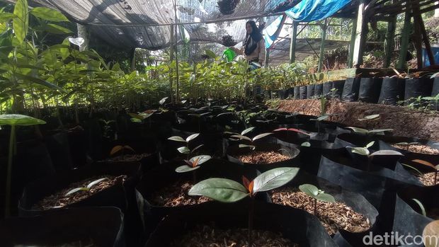 Kiprah Eti merehabilitasi hutan di Tasikmalaya