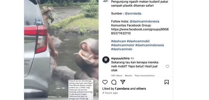 Kuda Nil di Taman Safari Diberi Makan Sampah Plastik