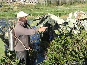 Hadapi Ancaman Embun Es, Petani Dieng Bersiap Ganti Tanaman