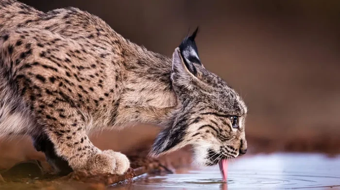 Lynx Iberia