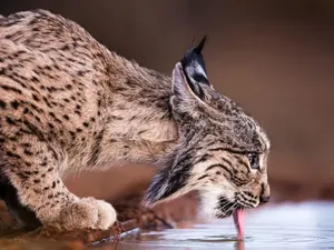 Menyedihkan, Lynx Mati Usai Dilepaskan Secara Ilegal ke Tempat Baru