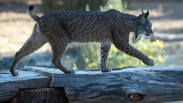 Lynx Iberia