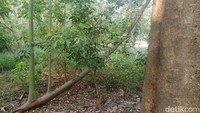 Dan ia pun menyebutkan jumlah keseluruhan pohon yang ada di hutan kota ini bisa mencapai enam ribu lebih pohon dengan berbagai jenis dan ukuran. Ini lah yang jadi daya tarik Hutan Kota Srengseng, tempat yang asri karena banyaknya pepohonan.