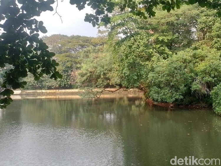 Oase di Tengah Jakarta Itu Bernama Hutan Kota Srengseng