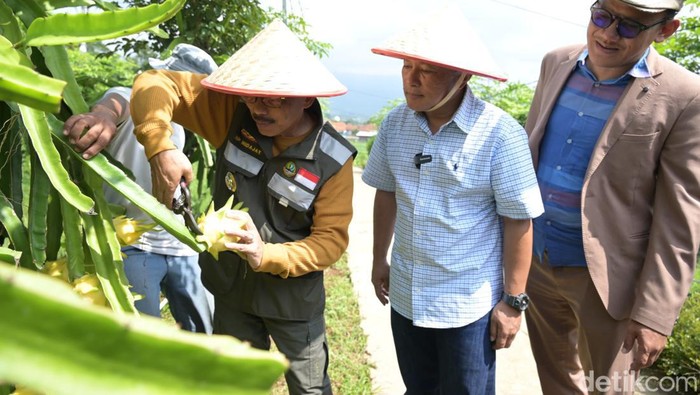 Pj Bupati Kuningan R Iip Hidayat memetika buah naga kuning di objek wisata