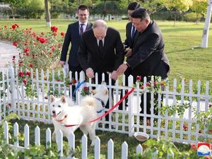 Mengenal Anjing Pungsan Hadiah Kim Jong Un untuk Putin
