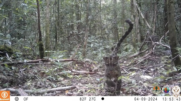 Rekaman aktivitas macan dahan kalimantan di Taman Nasional Tanjung Puting, Kalimantan Tengah beberapa waktu lalu