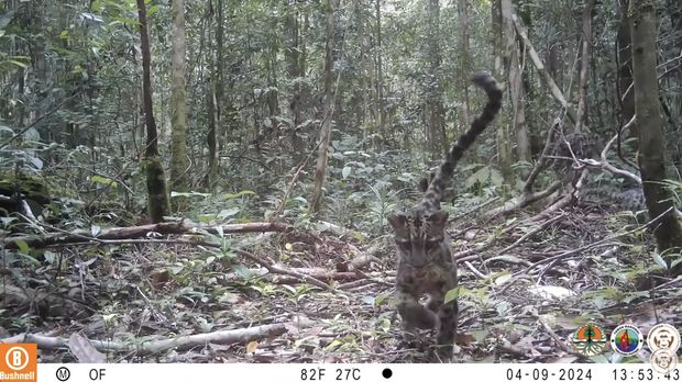 Rekaman aktivitas macan dahan kalimantan di Taman Nasional Tanjung Puting, Kalimantan Tengah beberapa waktu lalu