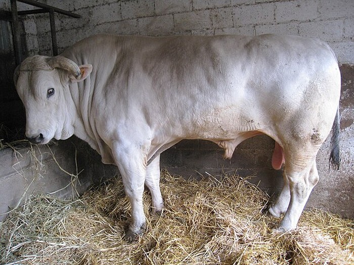 Sapi Jenis Chianina Bulle.