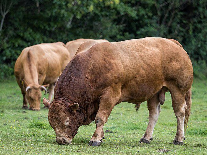 Sapi Limousin.