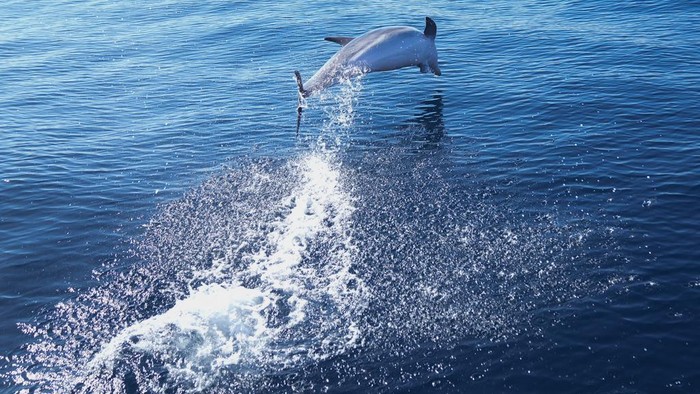 A humpback whale's tale flips above the water off the coast of Niteroi, Rio de Janeiro state, Brazil, Thursday, June 20, 2024. The whale-watching season has begun for tourists taking part in expeditions to get close to the humpback whales coming from Antarctica in search of warm waters to breed and have their babies. (AP Photo/Silvia Izquierdo)