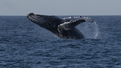 Serunya Wisata Mengamati Paus di Perairan Brasil, Mau Ikut?