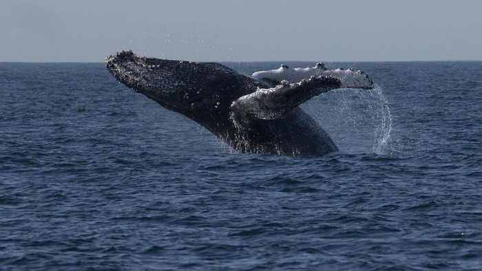 Serunya Wisata Mengamati Paus di Perairan Brasil, Mau Ikut? A humpback whale's tale flips above the water off the coast of Niteroi, Rio de Janeiro state, Brazil, Thursday, June 20, 2024. The whale-watching season has begun for tourists taking part in expeditions to get close to the humpback whales coming from Antarctica in search of warm waters to breed and have their babies. (AP Photo/Silvia Izquierdo)