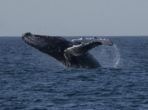 Serunya Wisata Mengamati Paus di Perairan Brasil, Mau Ikut?