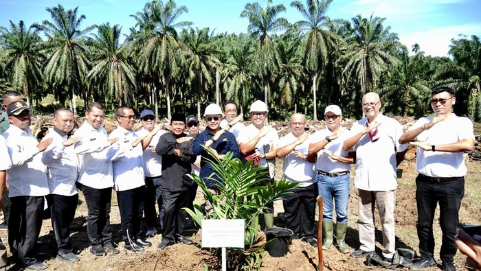 PT Perkebunan Nusantara IV yang merupakan Subholding Perkebunan PTPN III (Persero) melaksanakan tanam ulang kebun sawit petani KUD Tani Makmur di Desa Bukit Mas Kecamatan Besitang, Langkat, Sumatera Utara.