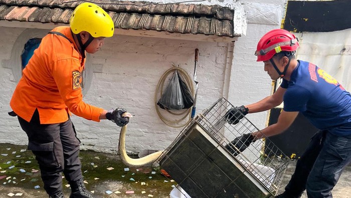 Tim Animal Rescue DPKPB Lubuklinggau saat menangkap ular sanca 2 meter yang masuk ke pemukiman warga