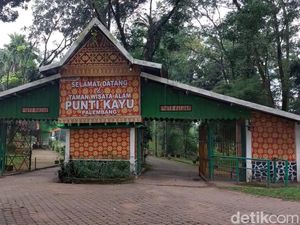 Transformasi Punti Kayu Palembang: dari Kebun Pepaya Jadi Hutan Pinus