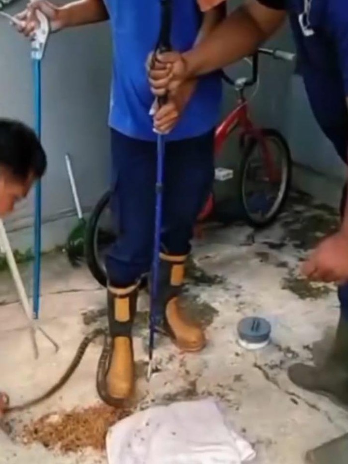 Petugas Damkar Gunungkidul saat mengevakuasi seekor ular macan di rumah warga Kalurahan Jeruksari, Kapanewon Wonosari, Kabupaten Gunungkidul, Sabtu (22/6/2024).