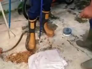 Ular Macan Terciduk Mau Mangsa Perkutut di Wonosari Sudah Semburkan Bisa