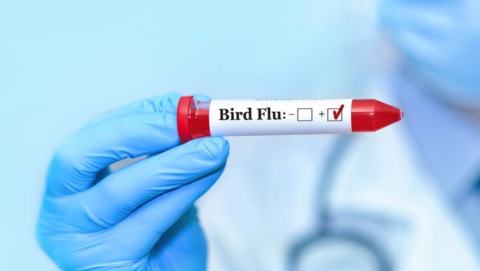 Finlandia Jadi Negara Pertama yang Siapkan Vaksin Flu Burung H5N1 untuk Warganya