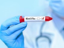 Video: Horor Flu Burung Tewaskan Pasien 65 Tahun di AS