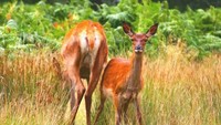 Ada keju yang dihasilkan oleh kerjasama antara ilmuwan dan pembuat keju. Deer milk cheese adalah keju yang dibuat dari susu rusa merah. Foto: CNN Travel