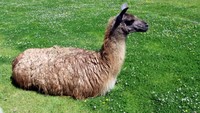 Di pegunungan Andes hewan bernama alpaca dan ilama dimanfaatkan susunya menjadi keju. Rasanya jelas berbeda daripada susu sapi atau kambing, jauh lebih menyengat. Foto: CNN Travel