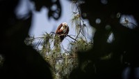 Selain itu, burung ini memiliki ketajaman mata dalam mencari mangsa. Perilaku ini dapat dijadikan simbol untuk warga Jakarta yang selalu dinamis, tangkas dan cepat bertindak.